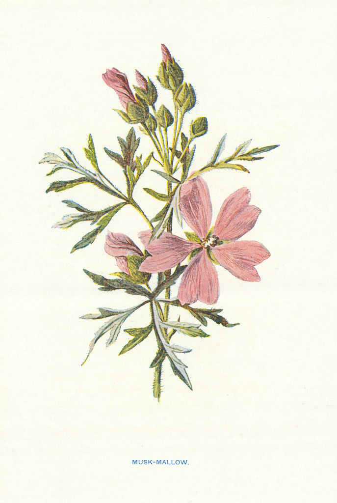 Musk-Mallow. Wild Flowers by Frederick Edward Hulme c1895 old antique print